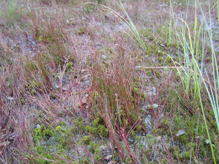 Juncus bulbosus